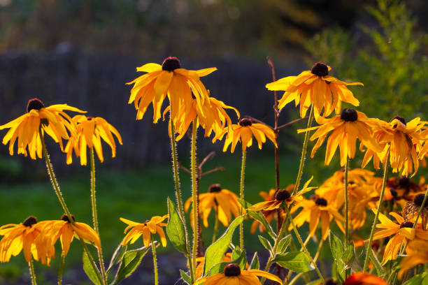 istock Autumn rudbeckia at sunset, Russia 848703082