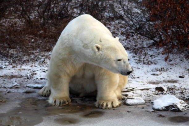 Polar Bear- Churchill-Hudson Bay- Canada Canada, Churchill -11/17/2014: 900 inhabitants 900 polar bears. This not only attract tourists, but also bring local people at risk. bär stock pictures, royalty-free photos & images