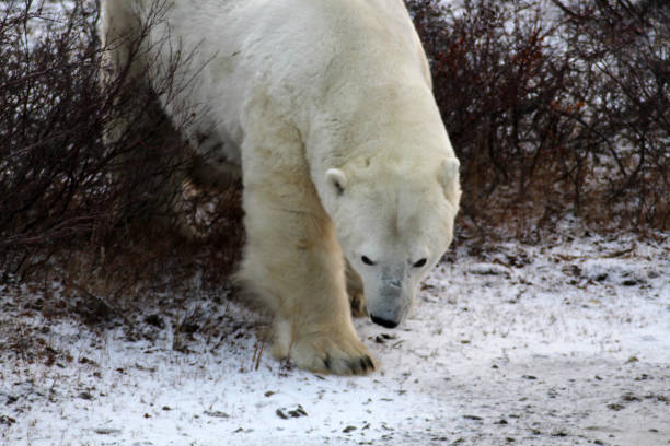 Polar Bear- Churchill-Hudson Bay- Canada Canada, Churchill -11/17/2014: 900 inhabitants 900 polar bears. This not only attract tourists, but also bring local people at risk. bär stock pictures, royalty-free photos & images