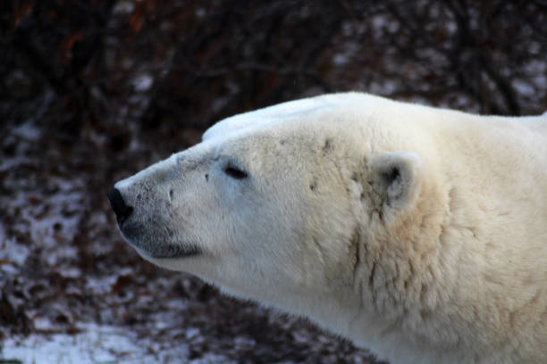 Polar Bear- Churchill-Hudson Bay- Canada Canada, Churchill -11/17/2014: 900 inhabitants 900 polar bears. This not only attract tourists, but also bring local people at risk. bär stock pictures, royalty-free photos & images