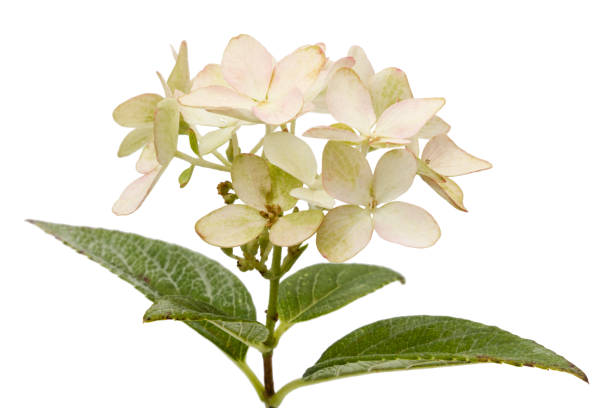 istock Inflorescence of hydrangea, lat. Hydrangea paniculata, isolated on white background 848716888