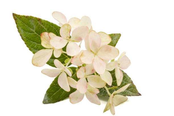 istock Inflorescence of hydrangea, lat. Hydrangea paniculata, isolated on white background 848717178