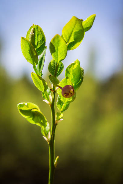 Blueberry blossom in spring