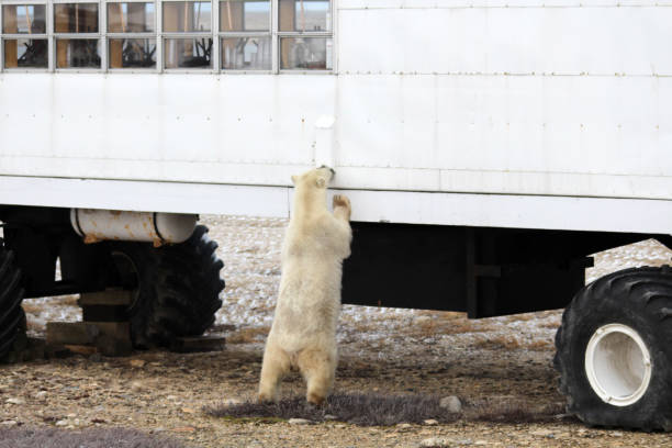 istock Polar Bear- Churchill-Hudson Bay- Canada 848720150