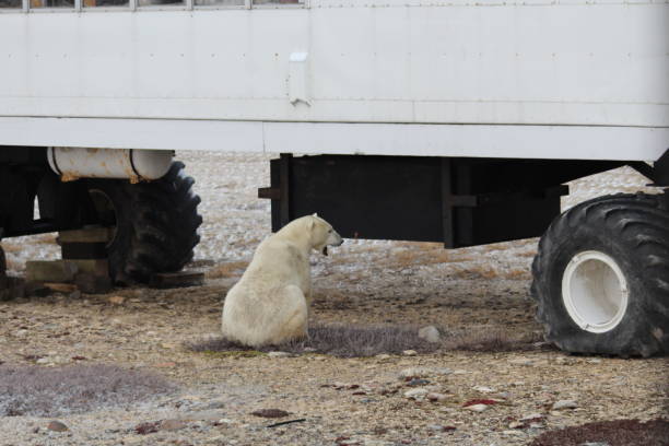 Polar Bear- Churchill-Hudson Bay- Canada Canada, Churchill -: 900 inhabitants 900 polar bears. This not only attract tourists, but also bring local people at risk. bär stock pictures, royalty-free photos & images