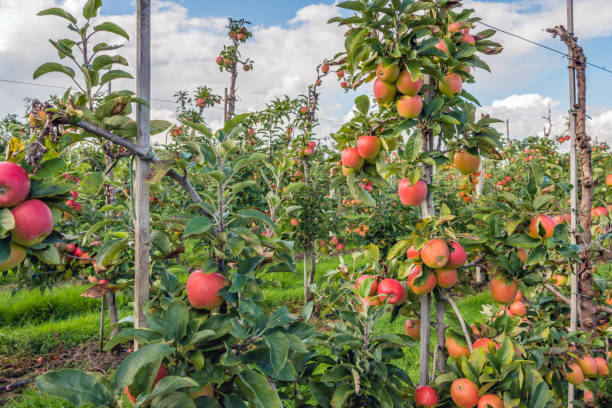 istock Many harvest ripe Elstar apples in a Dutch orchard 848721294