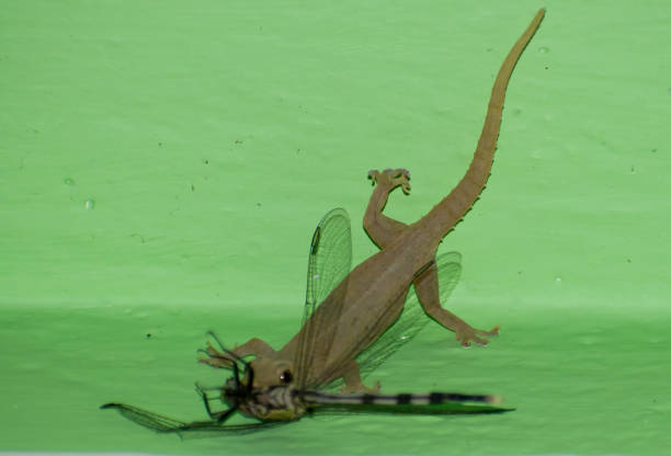 lizard catching dragonfly eating hunting killing on wall living