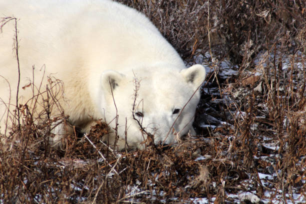 Polar Bear- Churchill-Hudson Bay- Canada Canada, Churchill -11/17/2014: 900 inhabitants 900 polar bears. This not only attract tourists, but also bring local people at risk. bär stock pictures, royalty-free photos & images