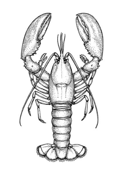 랍스터의 잉크 밑그림입니다. - lobster seafood prepared shellfish crustacean stock illustrations