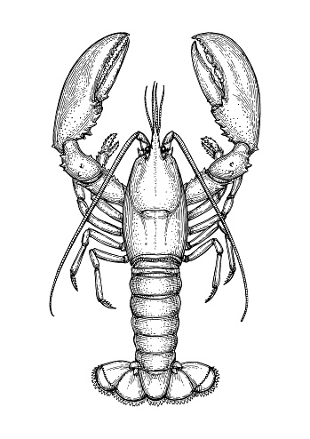 Ink sketch of lobster.