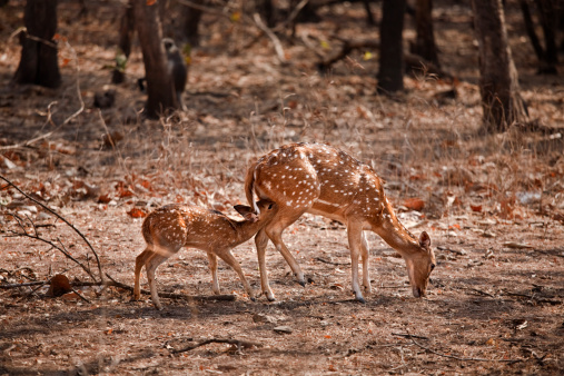 Baby Chital Spotted Deer suckling at the beautiful Gir forest, Gujarat, India.
