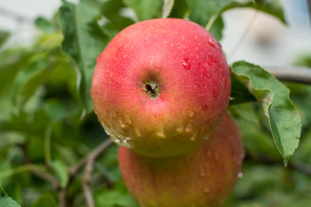 istock Big red ripe apples on the apple tree, ready to harvest 848731002