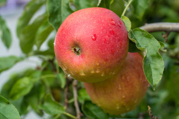 istock Big red ripe apples on the apple tree, ready to harvest 848731012