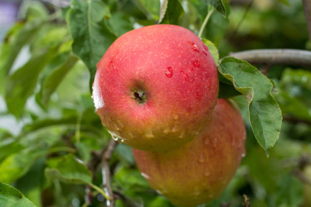 большие красные спелые яблоки на яблоне, готовые к сбору урожая - pomegranate pomegranite tree tree leaf стоковые фото и изображения