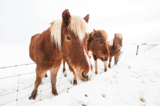 istock Icelandic real horse during winter snow 848731088