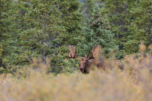 istock Alaska Bull Moose in Velvet 848735112