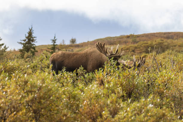 an alaska yukon bull moose in velvet in Denali National Park