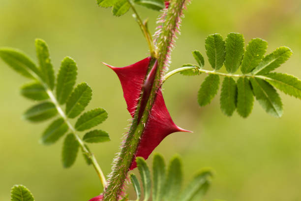 Spines of the chinese rose Rosa omeiensis.