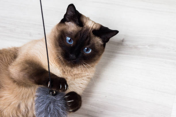 Siamese cat playing with a mouse Siamese cat playing with a mouse. siamese cat stock pictures, royalty-free photos & images