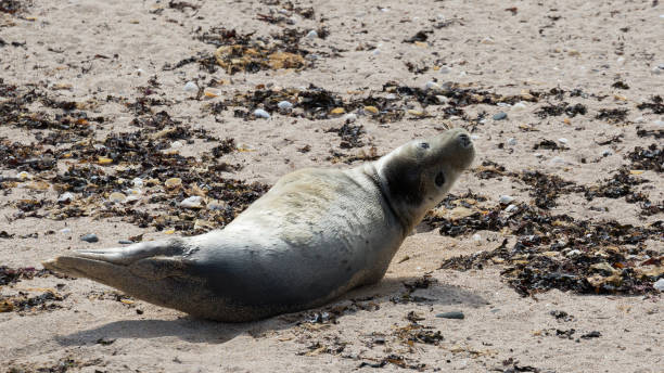 istock Grey seal pup on beach 848750338