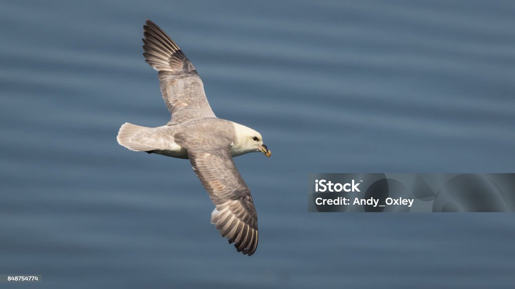 Fulmar boréal en vol au-dessus de la mer - Photo de Fulmar libre de droits