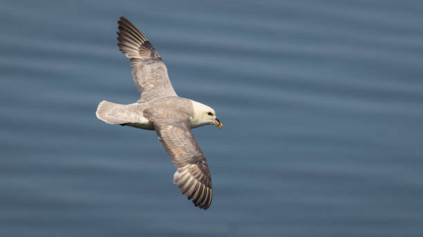 Fulmar in flight over the sea Adult Fulmar (Fulmarus glacialis) flying over sea in north UK fulmar stock pictures, royalty-free photos & images