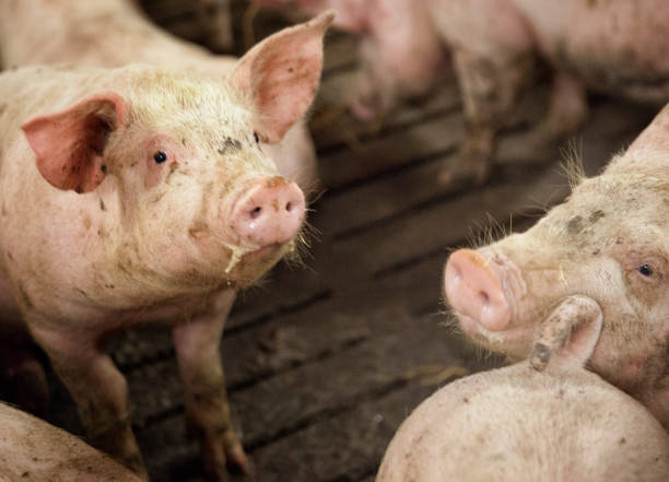 istock Pigs. Conventional Pork Production in Denmark 848754918