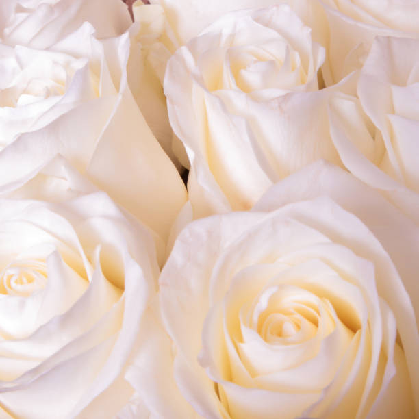 istock Bouquet of roses 848756232