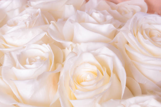 istock Bouquet of roses 848756242