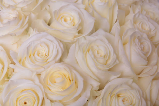 istock Bouquet of roses 848758488