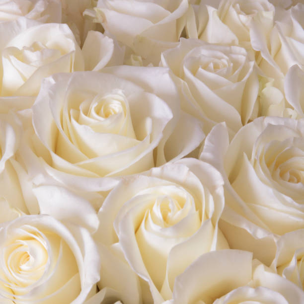 istock Bouquet of roses 848758548