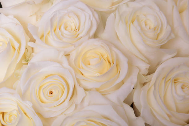 istock Bouquet of roses 848758560