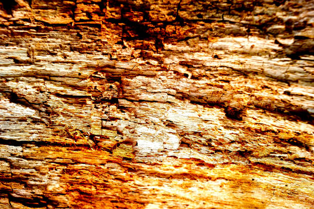 The old wood texture with natural patterns and cracks on the surface as background