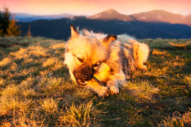 istock The dog in the sun 848759946