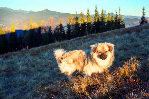 istock The dog in the sun 848760278