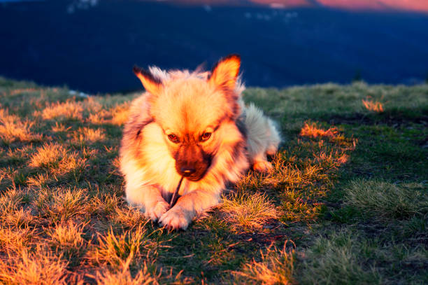 The dog in the sun