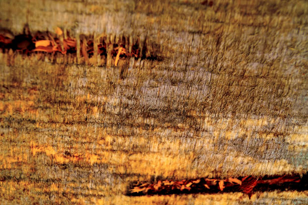 istock The old wood texture with natural patterns and cracks on the surface as background 848766178
