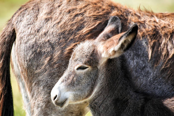 eselfohlen-당나귀 - mule animal profile animal head 뉴스 사진 이미지