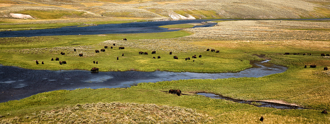 Landscape with Bisons in Yellowstone