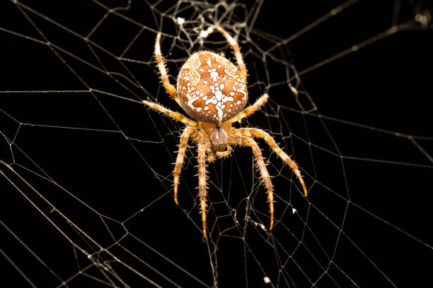 Spider on web