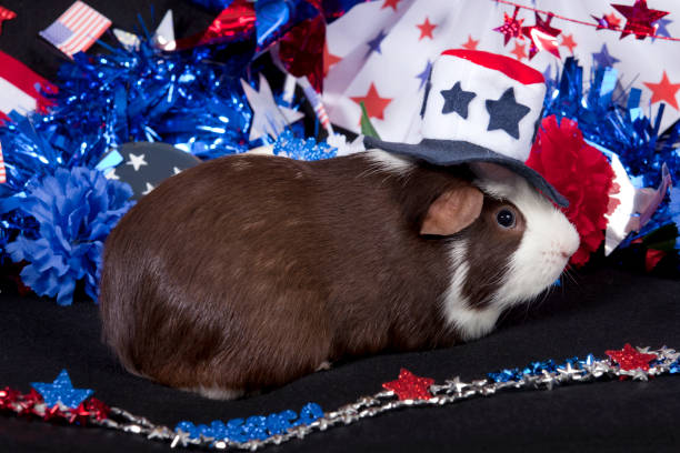 istock American Guinea Pigs (Cavia porcellus) 848769346