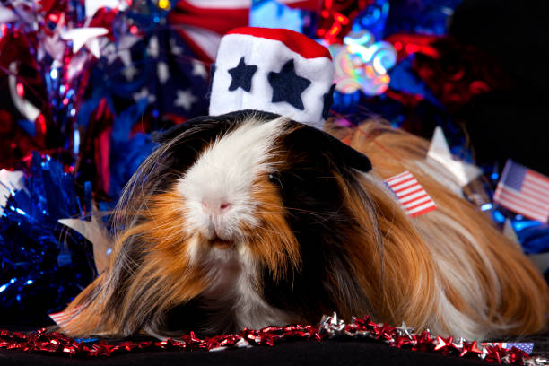 istock Abyssinian Guinea Pigs (Cavia porcellus) 848769440