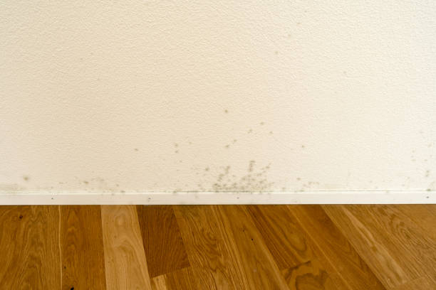 istock toxic mold and mildew on a white apartment wall 848772758