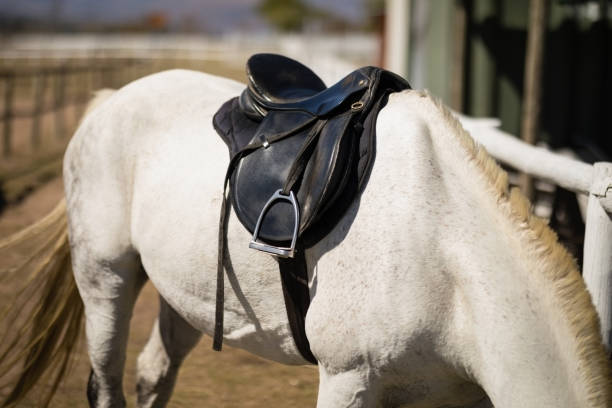 istock Horses eating grass in the ranch 848773854