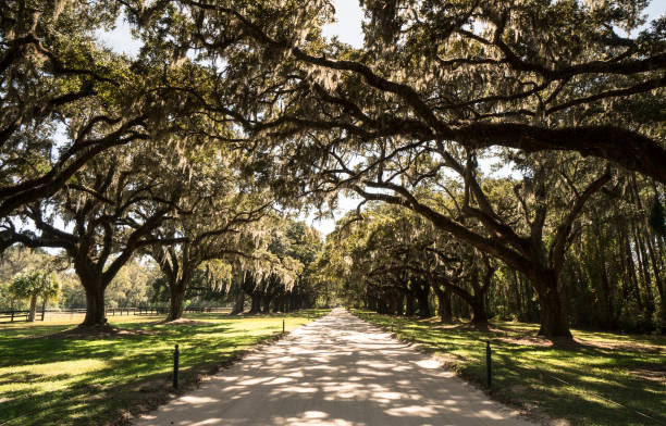 istock gravel road lined with old oak trees covered in SPanish moss 848774226