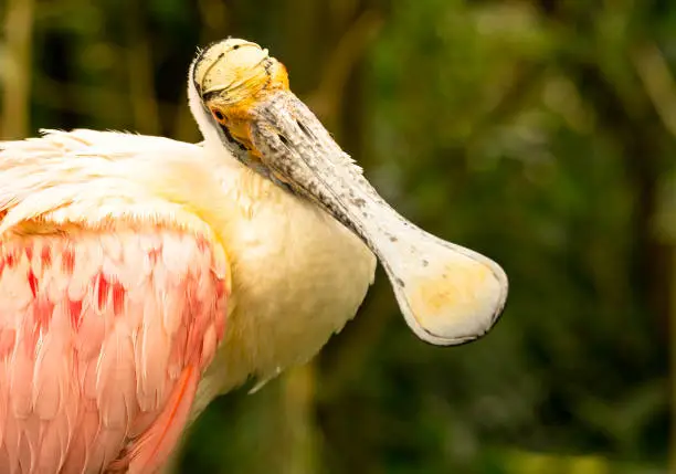 Pink spoonbill turns its head accusingly sidewards and views the camera