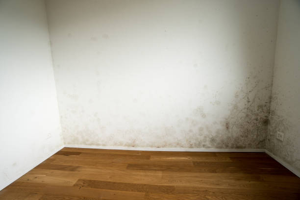 istock small room of an empty apartment with a serious toxic mold and mildew problem 848778962