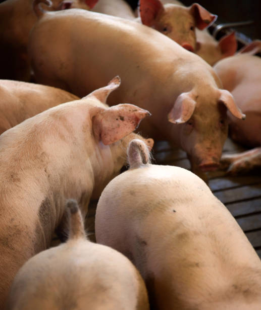 istock Pigs. Conventional Pork Production in Denmark 848779026