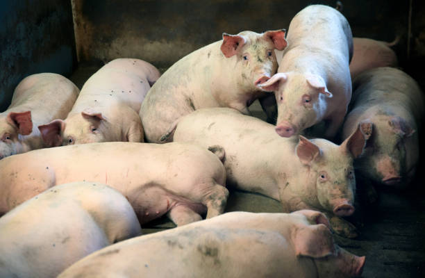istock Pigs. Conventional Pork Production in Denmark 848779066