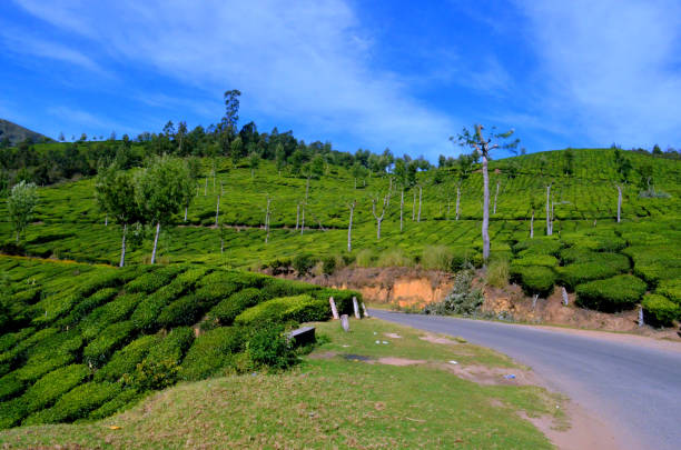 istock Landscape of tea Gardens 848779158